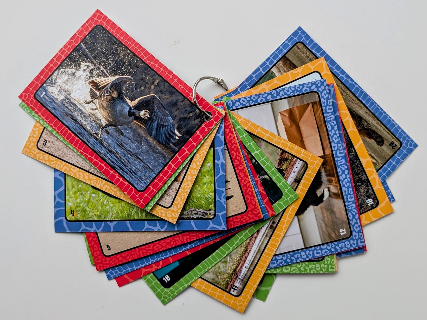 Collection of animal cards with various designs held together with a book ring on a white background